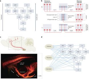 brain hypothesis psychology