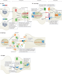 遺伝子コード蛍光ツールでシナプス研究の最前線を探る(Exploring the frontiers of synaptic research with genetically encoded fluorescent tools)