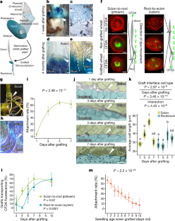 Monocotyledonous plants graft at the embryonic root–shoot interface - Nature.com