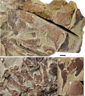 The oldest complete jawed vertebrates from the early Silurian of China - Nature.com