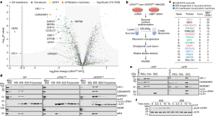 リボソーム:リサイクルを助ける分子のくさび(Ribosomes: molecular wedge assists recycling)
