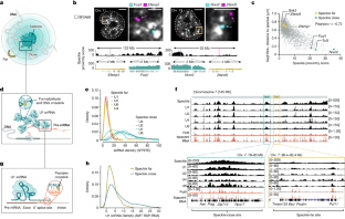 効率的なmRNAスプライシングのために遺伝子が空間的に組織化される(Genes Spatially Organize for Efficient mRNA Splicing)