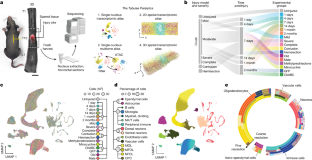 脊髄損傷の生物学をかつてないほど詳細にマッピング(Mapping the biology of spinal cord injury in unprecedented detail)