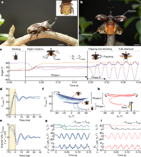 カブトムシのように飛ぶ(Flying like a beetle)