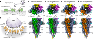 筋肉の収縮を支える重要な接合部を解明(Unraveling a Key Junction Underlying Muscle Contraction)