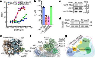 タンパク質生産のマスターレギュレーター(A Master Regulator of Protein Production)