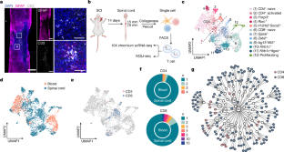 新しい免疫療法が脊髄損傷からの回復を改善する(Novel immunotherapy improves recovery from spinal cord injury)