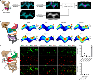 自律神経が消化機能を制御する仕組みを示す新研究(New Study Demonstrates How Autonomic Neurons Control Digestive Functions)