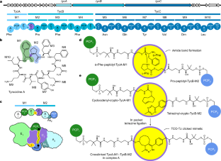 NRPS酵素が抗生物質を生成する重要なステップを可視化(Visualizing a Key Step in How an NRPS Enzyme Produces an Antibiotic)
