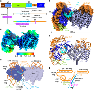 自然な遺伝子編集技術への手がかりを探る(Uncovering Clues to a Natural Gene-Editing Technique)