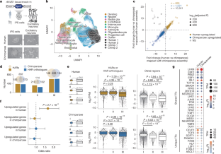 ヒトの染色体は超高速で進化し、より優れた脳をもたらした(Human Chromosomes Evolved at Hyperspeed to Give Us Better Brains)