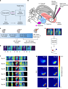 ドーパミンが学習に果たす役割を鳥で観察(Songbirds Highlight Dopamine’s Role in Learning)