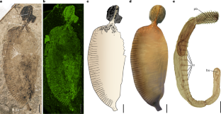 中生代化石が棘頭虫の進化の起源を解明(Jurassic Fossil Sheds Light on Evolutionary Origins of Thorny-Headed Worms)