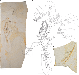 中国・米研究チームが原始鳥類アルケオプテリクスの新たな手がかりを発見(“Chicago Archaeopteryx” Unveiled: New Clues on Dinosaur–Bird Transition Revealed by Chinese–American Research Team)