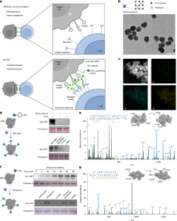 抗原増幅技術として近接標識法を開発(Researchers Develop Proximity Labeling Based Antigen Amplification Technology)