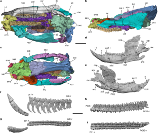 哺乳類の顎関節進化における4段階プロセスを解明(Researchers Identify Four-Step Process of Mammalian Jaw Joint Evolution)