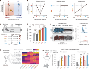 マウス研究により脳が重要性を判断する仕組みを解明 (New research in mice sheds light on how the brain understands what is important – and what isn’t)