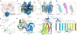 胆汁酸輸送における「北西航路」メカニズムの特定 (Researchers Identify “Northwest Passage” Mechanism of Bile Acid Transport)