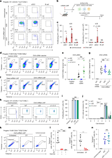 mRNAワクチンが腫瘍破壊を誘導する新規免疫経路を解明（mRNA vaccines follow unconventional immune path to destroy tumors）