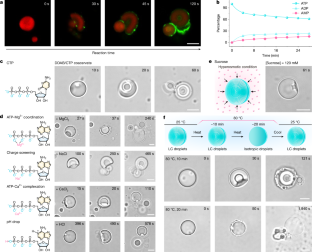 人工細胞の非対称分裂でブレークスルーを達成 （Chinese-led Team Achieves Breakthrough in Artificial Cell Asymmetric Division）
