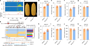 高タンパク質トウモロコシを開発（Chinese Scientists Develop High Protein Maize in Animal Feed Quest）