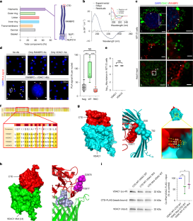 ゲノムに力を与える：細胞核がどのようにエネルギーを得るかを解明（Power to the genome: Scientists decipher how the nucleus gets its energy）