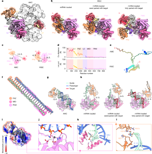 結構揭示分子伴侶如何引導 RNA 誘導沉默複合物的組裝