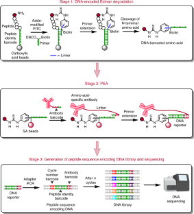 タンパク質を読み取る新しい手法を開発（Bioengineers develop novel method to read proteins）