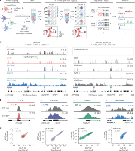 細胞核内の数百のタンパク質を同時にマッピングする新技術 (New technique maps hundreds of proteins simultaneously within cell nuclei)