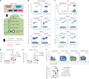 T細胞の臓器ごとの適応を追跡する新ツールを開発（New Tracking Tool Reveals How T Cells Adapt in Different Organs）