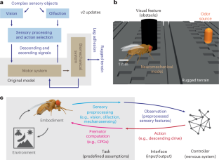 ショウジョウバエの視覚、嗅覚、ナビゲーションをシミュレート(Simulating how fruit flies see, smell, and navigate)
