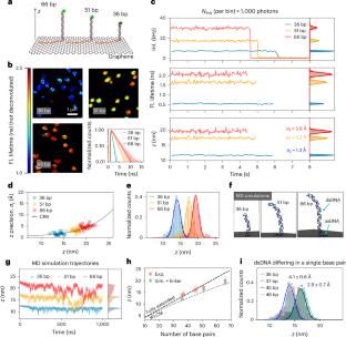 顕微鏡:垂直方向に動くDNA(Microscopy: vertical DNA in motion)