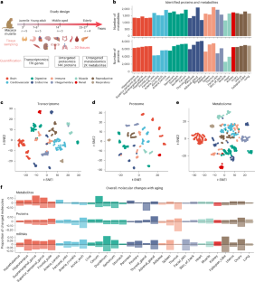 サルの加齢に伴う分子風景を解明(Chinese Zoologists Reveal Molecular Landscape of Aging Monkeys)