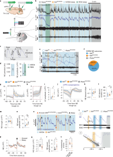 research on sleep and memory