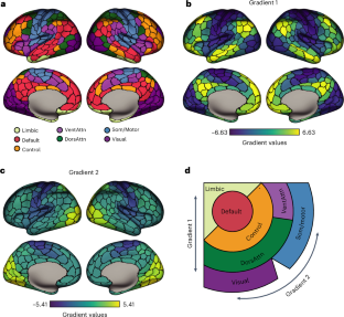 細胞タイプがヒトの脳内ネットワークをどのように形成しているかが研究で明らかに(Study Reveals How Cell Types Shape Human Brain Networks)