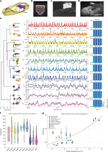 3億年前に現れた本質的な睡眠リズムを発見(Discovery of an essential sleep rhythm that appeared 300 million years ago)