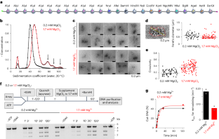 遺伝子制御:ヌクレオソームのジャングルにおける修飾(Gene regulation: modification in the nucleosome jungle)