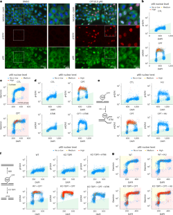 DNAが損傷した細胞に免疫反応を引き起こす新たなメカニズムを発見(New mechanism discovered that triggers immune response in cells with damaged DNA)