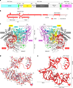 CRISPR-Cas13を利用したRNA編集ツールの構造基盤を解明!