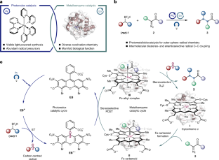 金属カルベンラジカル交差カップリングの新機構を開発（Yang Group Develops New Mechanism for Metal Carbene Radical Cross Coupling）