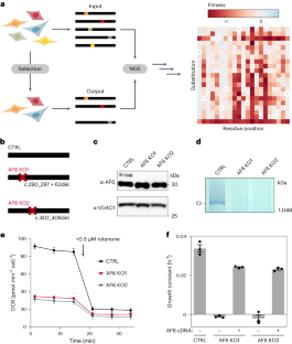 ミトコンドリア病関連タンパク質の機能を解析で解明(Analysis reveals function of mitochondrial disease-related protein)