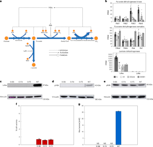 細胞環境を最適化する遺伝的改良 (Genetic Tweak Optimizes Drug-making Cells by Blocking Buildup of Toxic Byproduct)