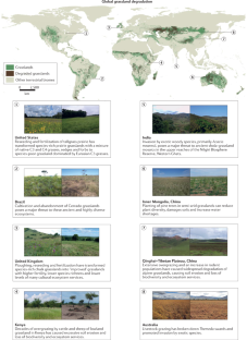 essay on grassland ecosystem