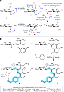 炭水化物合成の新手法が生物医学の進展を切り開く可能性(New method to synthesize carbohydrates could pave the way to biomedical advances)
