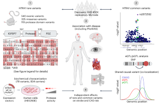 脳卒中の遺伝学:独立したHTRA1メカニズムがリスクを高める(Stroke genetics: independent HTRA1 mechanisms increase risk)