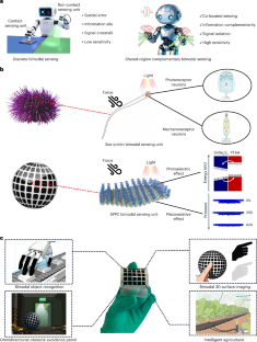 生体模倣型フレキシブルセンサーが光電・圧力を同時検知することを可能に（Homologous Perception: Bio-inspired Flexible Sensor Enables Co-located, Synchronous Photoelectric and Pressure Sensing）