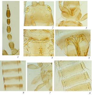 trips frankliniella