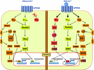 GPR39: a Zn 2+ -activated G protein-coupled receptor that regulates ...