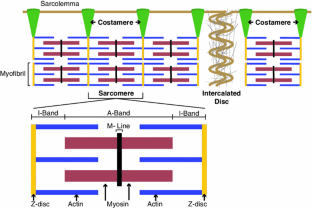 Transcriptional networks regulating the costamere, sarcomere, and other ...