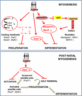 Myostatin and the skeletal muscle atrophy and hypertrophy signaling